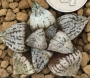Хавортия (Haworthia picta Yellow ハオルチア　ピクタ　黄乳サボテン)